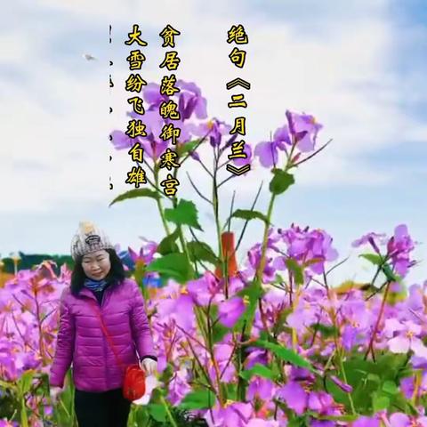 抒情散文《二月兰》