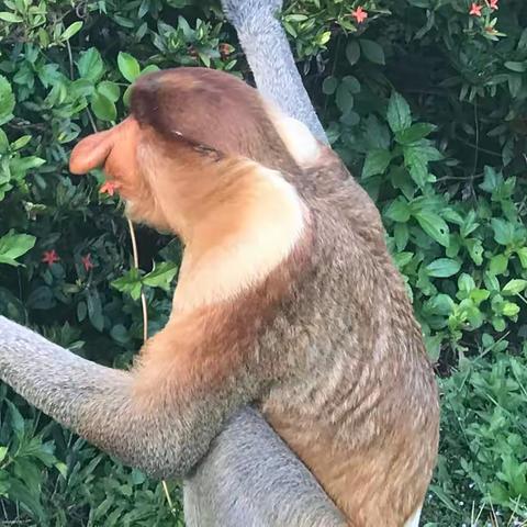 山打根和拉布湾的长鼻猴