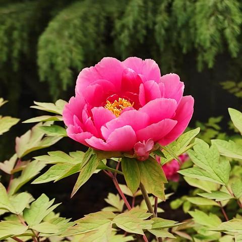 洛阳国家牡丹园4月15日所见