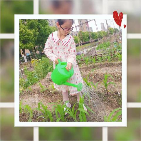 一颗番薯的成长史