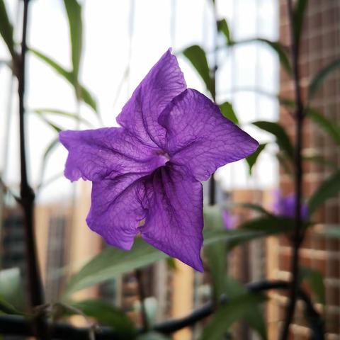 蓝花草