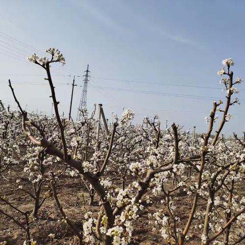 梨花园观花