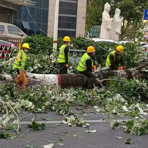 老路换新树，除隐患保民生