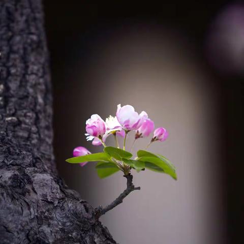 武汉聚师网日记系列之开门的钥匙