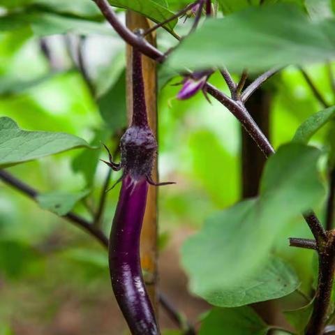 武汉聚师网故事坊：森林里的白狼