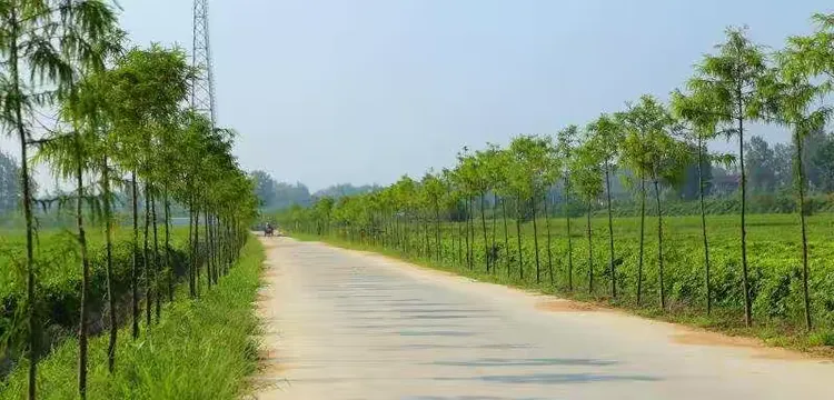 法桐苗木最新价格