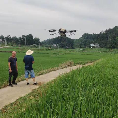 凤冈县：抓实水稻夏季田管，为秋粮丰收打牢基础