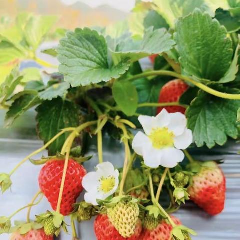 「泉心•小榕树」手工——草莓🍓提篮