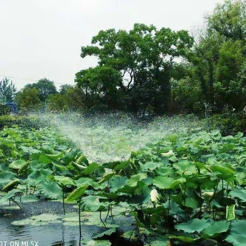 荷塘含翠栀花香，“阳光"育才耕耘忙