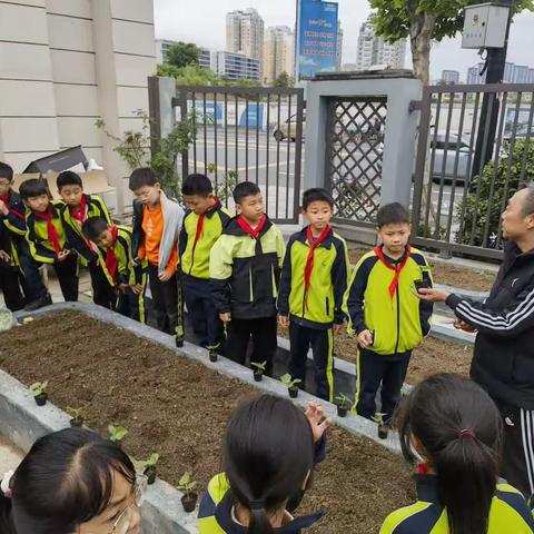 种下希望，体验生长                                                              【504班致远农场种菜啦】