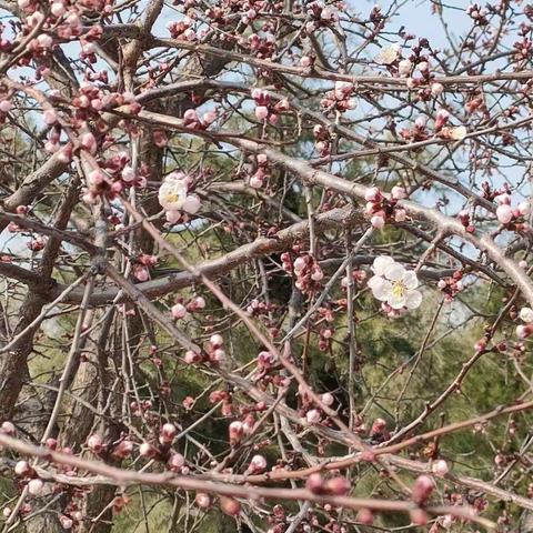 金村小学一年级《寻找春天》实践活动