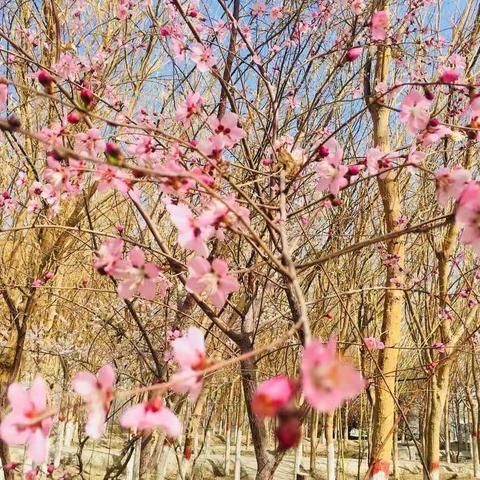 花开春意浓   正是教研进行时