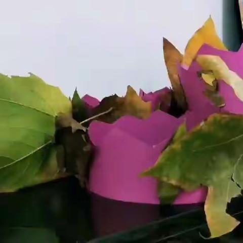 最浪漫的事的美篇