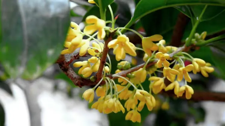 四季桂花苗价格