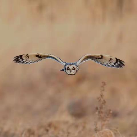 短耳鸮🌹🌹🌹