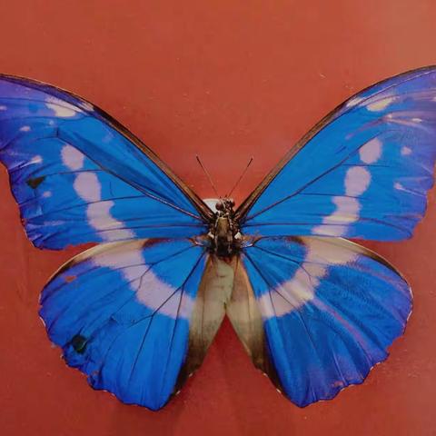 蝴蝶（蛾）的世界之最🌹🌹🌹