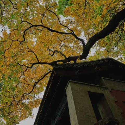 北京秋色🌹🌹🌹