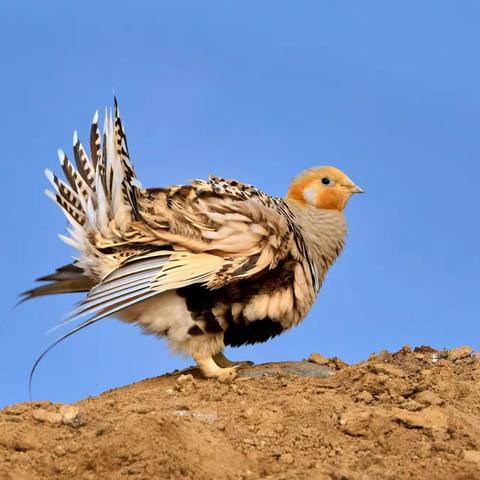 毛腿沙鸡🌹🌹🌹