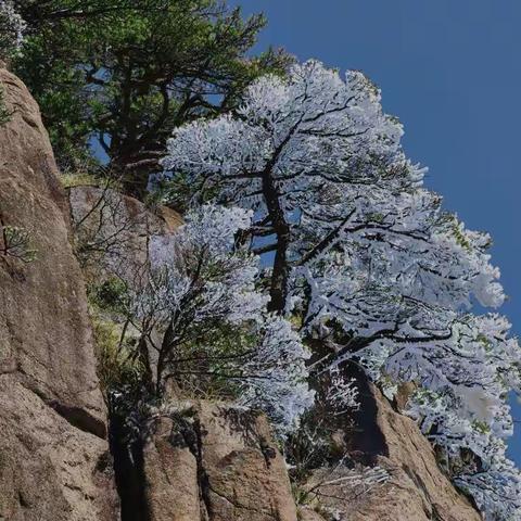 黄山五绝之冬雪🌹🌹🌹