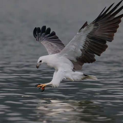 白腹海雕🌹🌹🌹