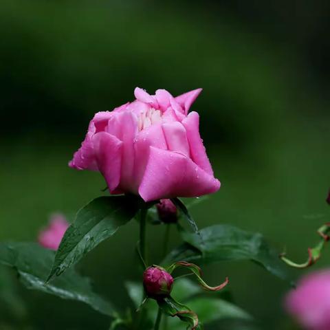 雨中芍药含泪生