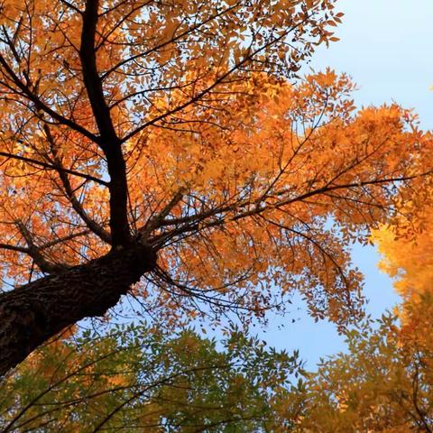 秋意盎然植物园