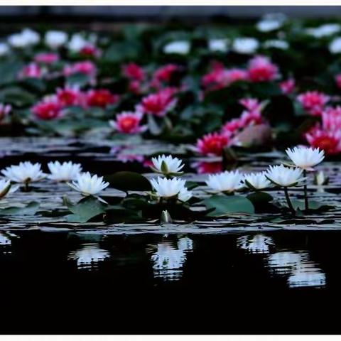 夏日的一池睡莲