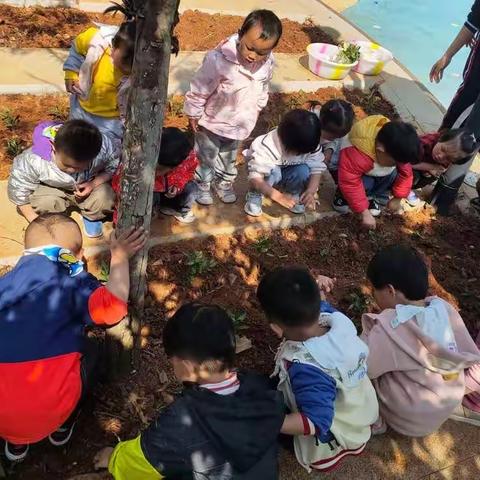 “播种希望🌾、收获快乐”🎉，让我们一起快乐成长🍒 ——快乐谷翔盛园幼儿园小五班种植活动🍓