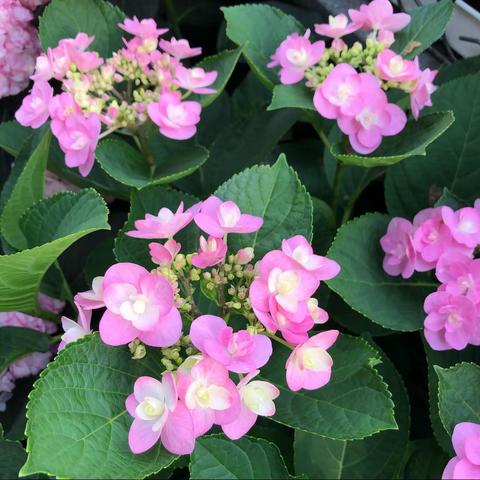 我的养花季—绣球花2