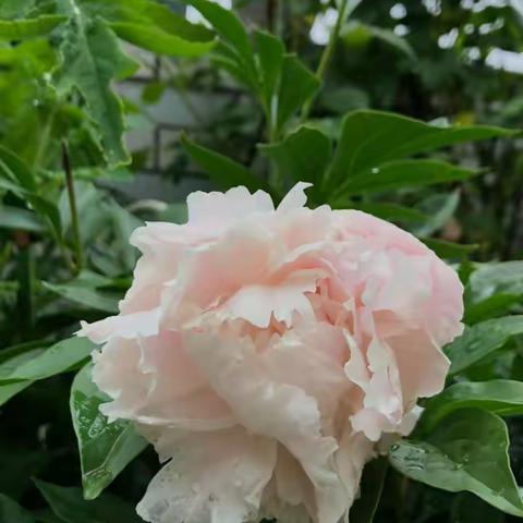 2022年度养育的部分花卉1