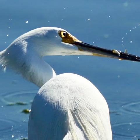 再度探访，Bolsa Chica拍鸟记