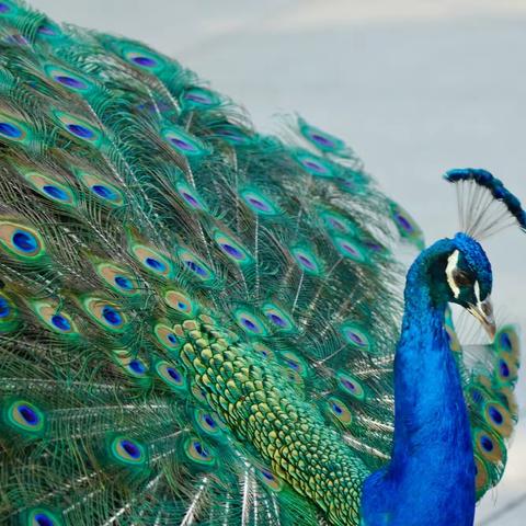 怡然自得！洛杉矶植物园冬季观鸟赏景别有风味