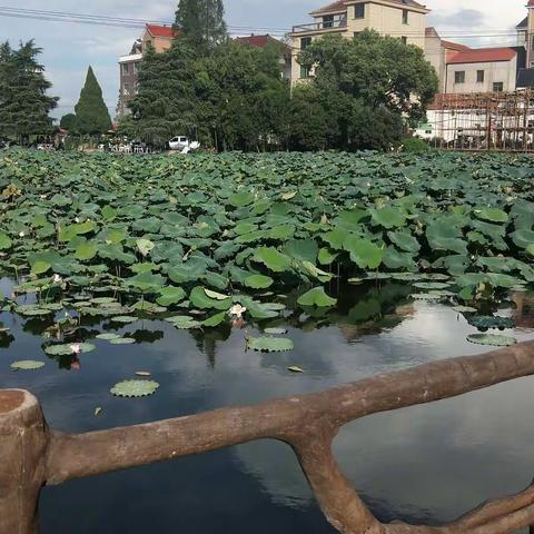 金东魅丽水乡，十里荷花长廊……...二(8)班温格