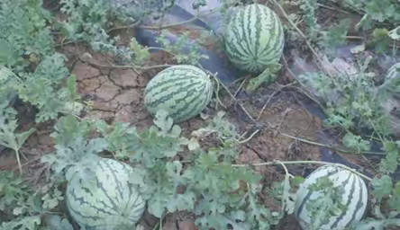 九重镇人大代表李新胜：做一名让村民满意的人大代表