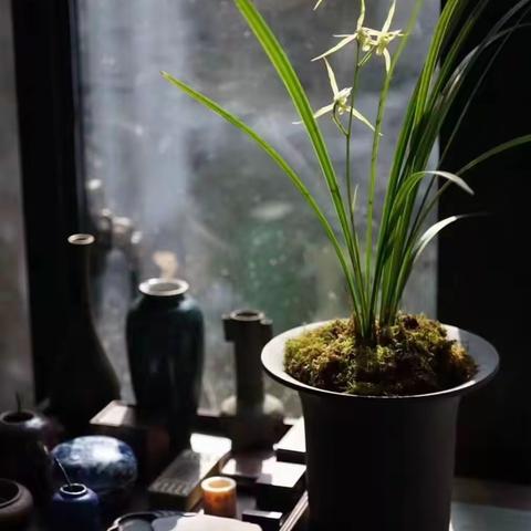 《逐 梦》作者：杨柳岸边