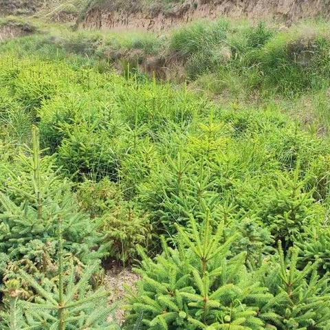 通渭君盛苗木种植合作社