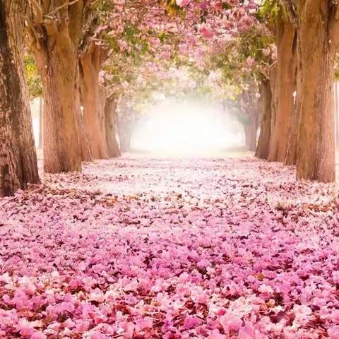 相逢在五月 ———学习精读诗词第一课有感