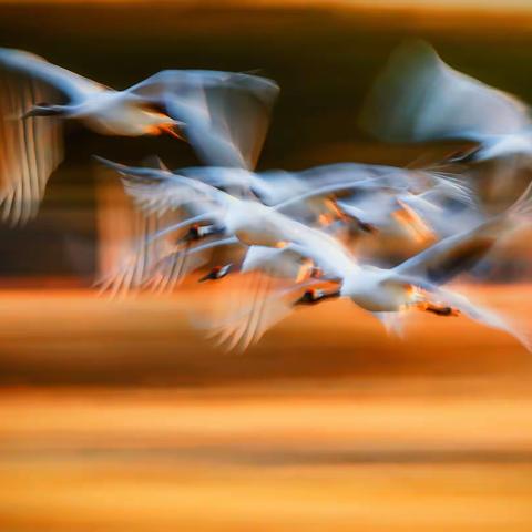 天鹅-大雁-大鹅-丹顶鹤-美片