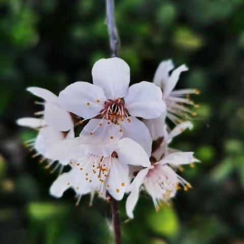 春浓花开正当时