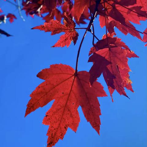 大一班10月份美篇