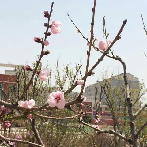 这就是育才学校，日里，夜里，春里，夏里，晴里，雨里……