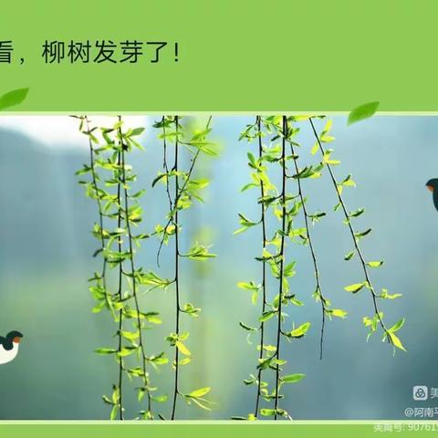 春暖花开，为你而来——东宽亭幼儿园二月《寻找春天》主题活动