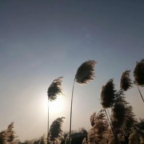 组诗故乡的芦花