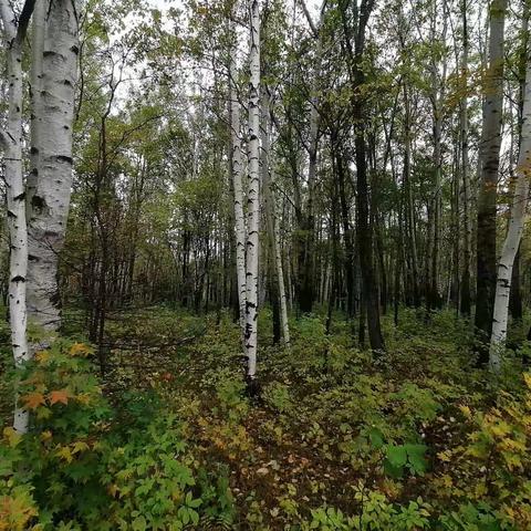 烽火南北河第四集八道林阻击战