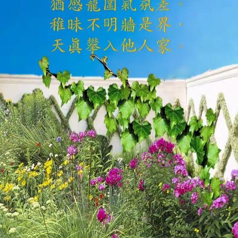 七绝.爬墙虎