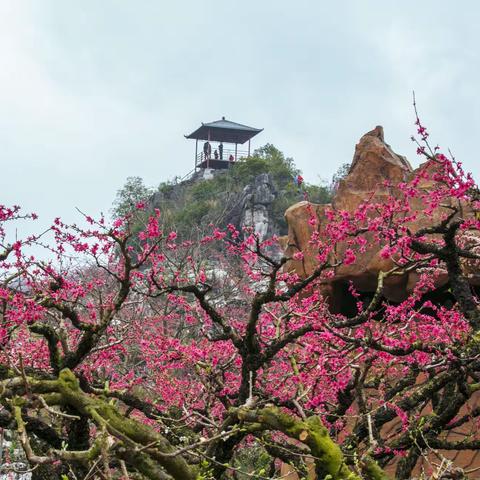 连平桃花开