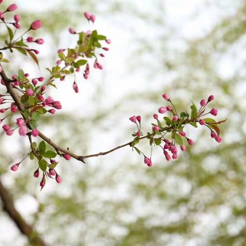 拥抱大自然——          草莓草莓                  一3小脚丫儿童班   开心果小队