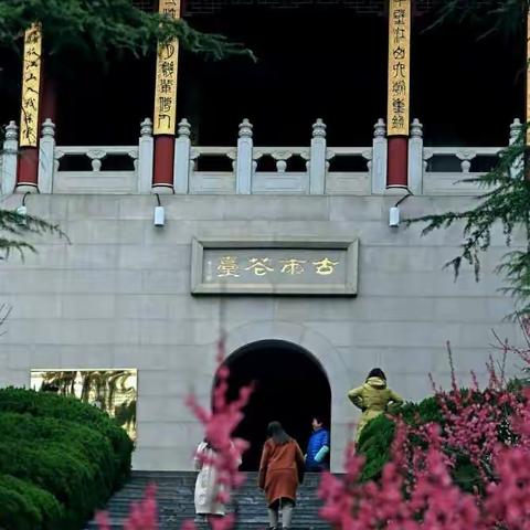 雨花台观梅