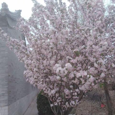 随心作品，懂花的来给报个花名🌸