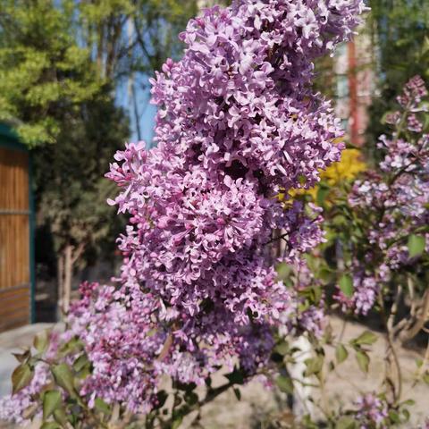 又见丁香花开